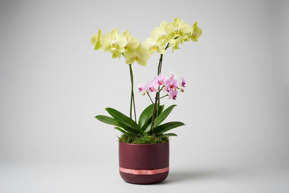 Orquídea Premium Duo em Vaso Elegante