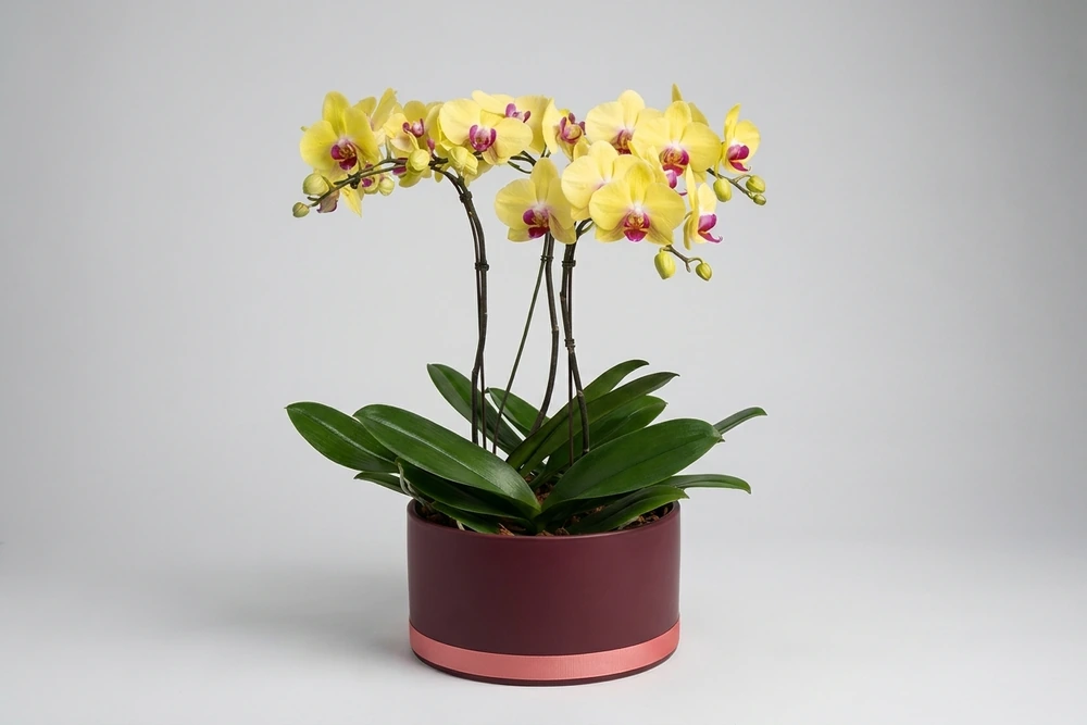 Orquídea Amarela em vaso moderno de cimento queimado