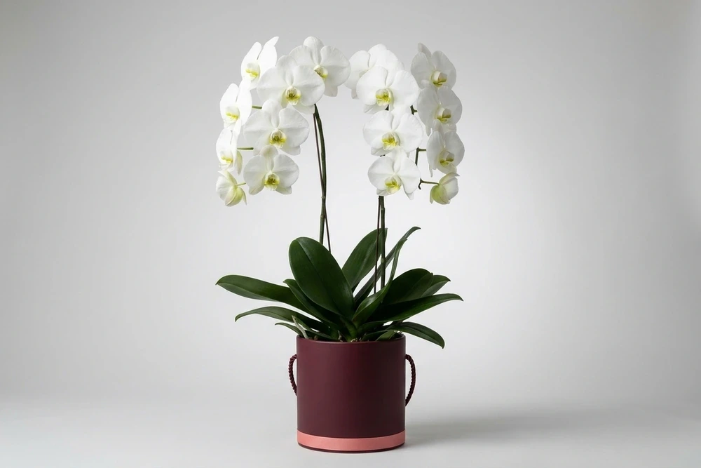 Orquídea branca em caixa clássica