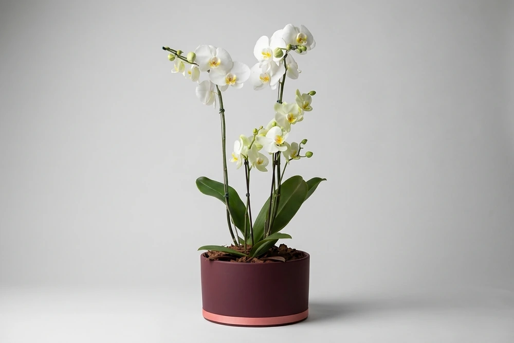 Orquídea Elegante em Vaso de Cerâmica Decorativa