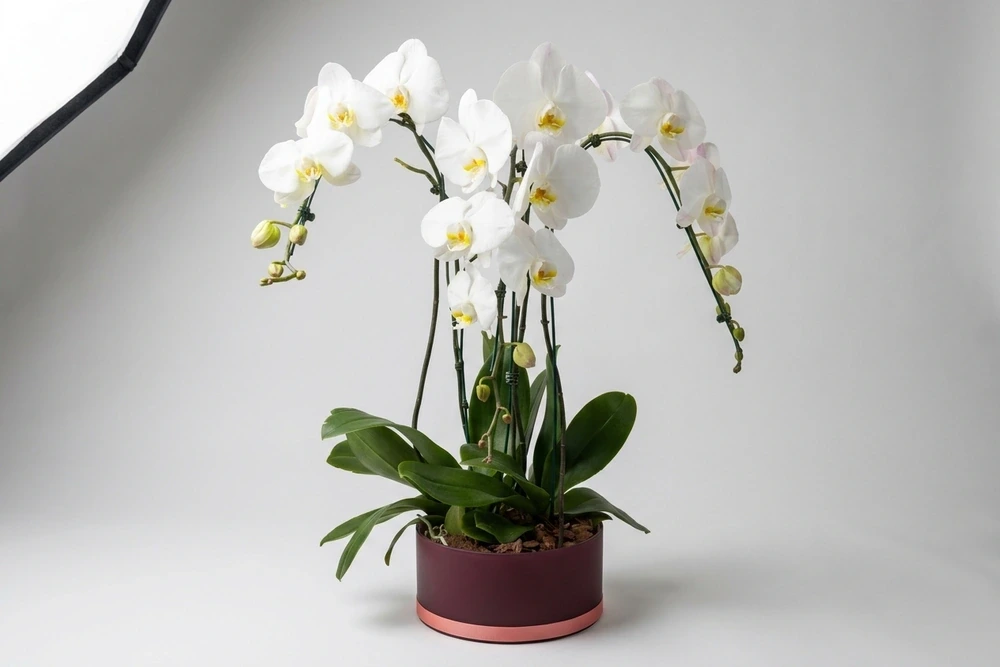 Orquídeas Cascata Triplas em Vaso de Vidro