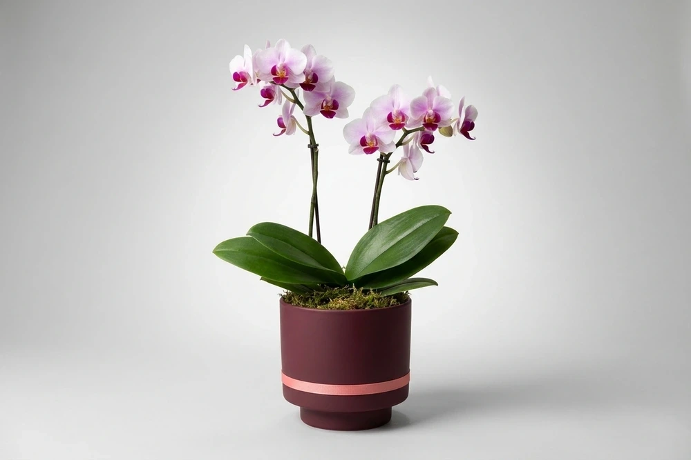 Mini Orquídea Rosa Dupla em Vaso