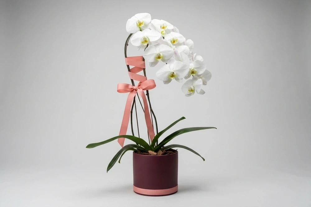 Orquídea Phalaenopsis Luxo Branca no Vaso Decorativo