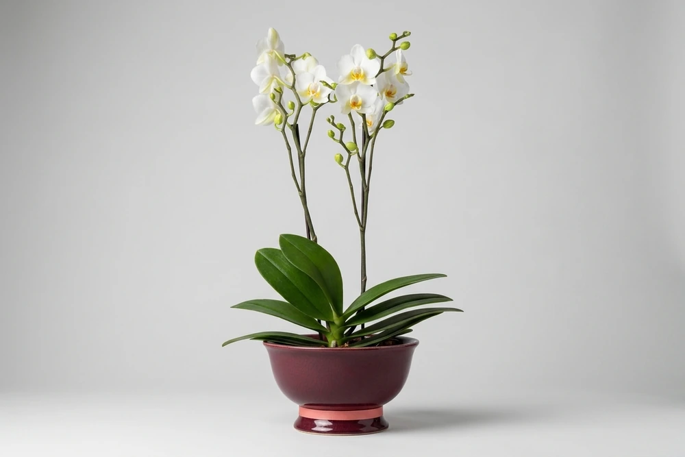 Orquídea Real em Antigo Vaso Damasceno