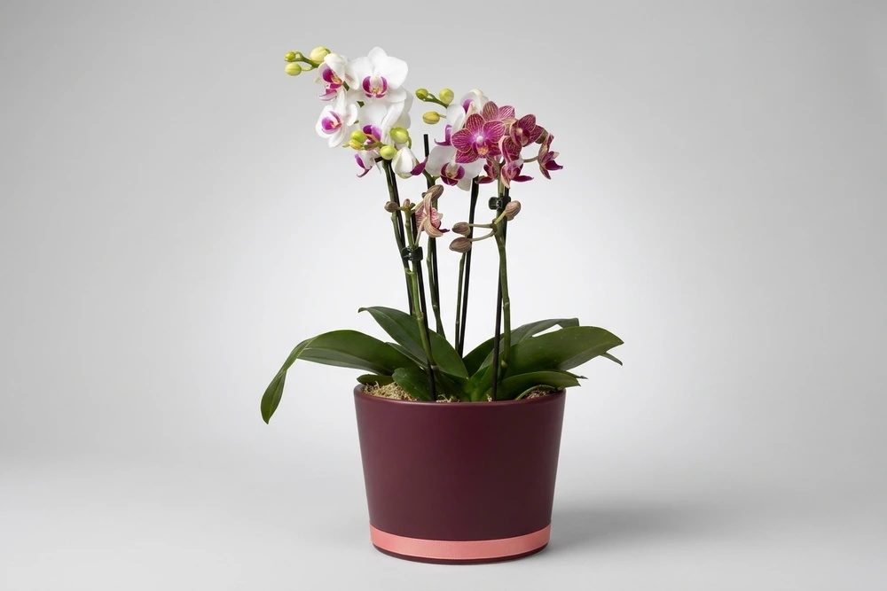 Duas Mini Orquídeas em Vaso de Cerâmica