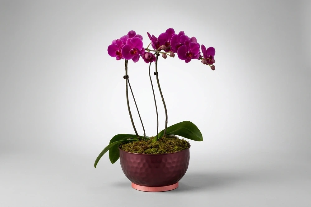 Arranjo Elegante com Orquídeas Roxas Premium