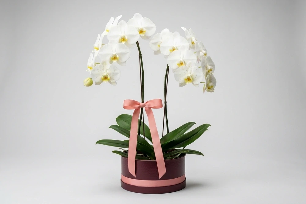 Arranjo Luxuoso com Orquídea Branca Premium