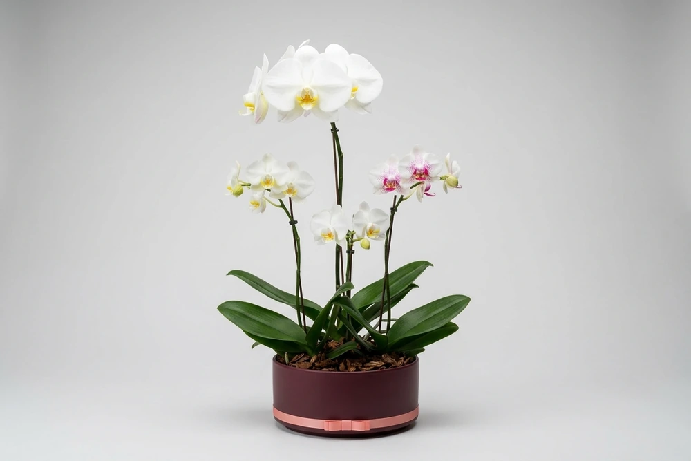 Arranjo Premium com 4 Mini Orquídeas e 1 Orquídea Grande