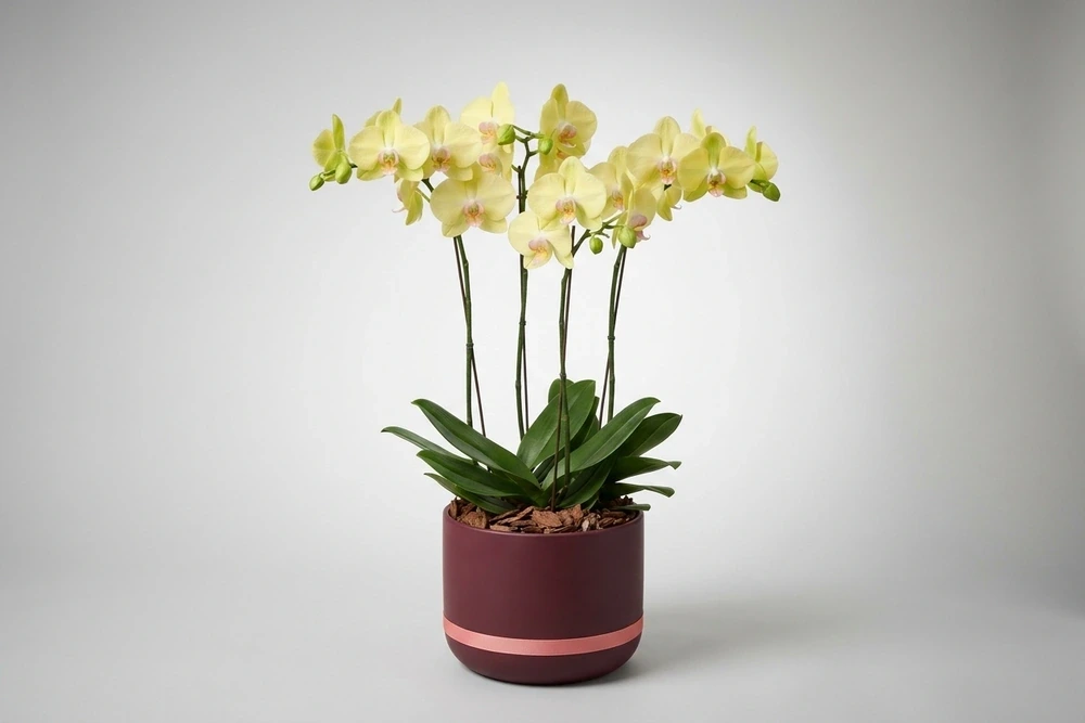 Orquídea Elegante em Vaso Premium