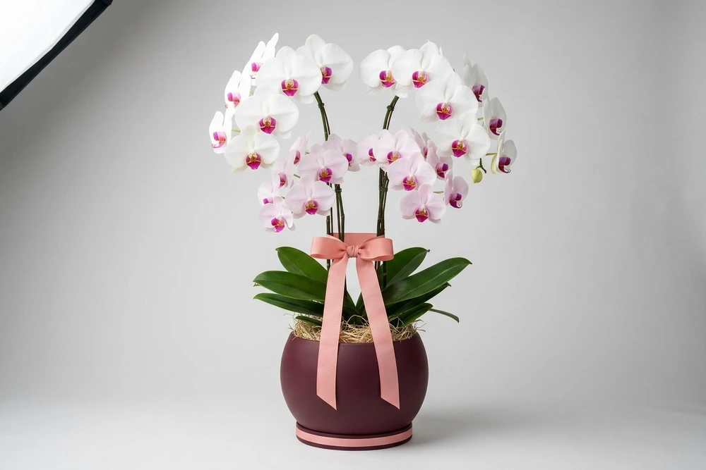 Dois Orquídea Phalaenopsis com vaso vidro