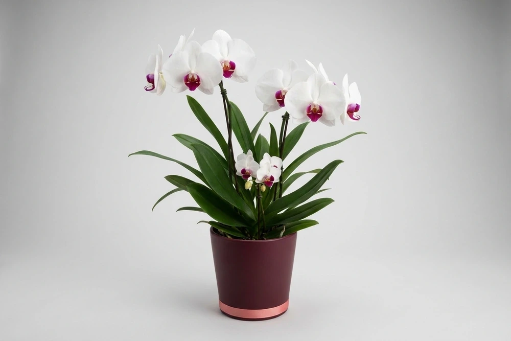 Combo de Orquídeas Brancas Premium e Mini em Vaso Elegante