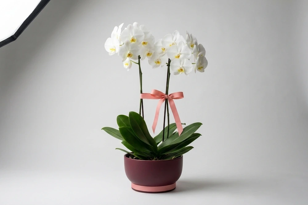 Orquídea branca em vaso moderno de cimento queimado