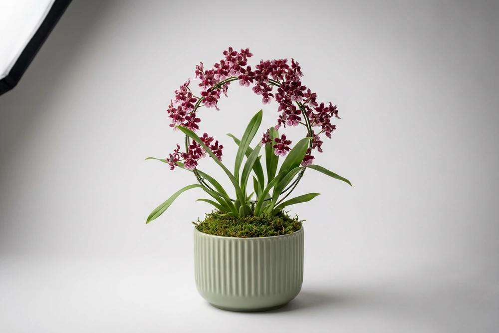 Orquídea Chocolate Premium em Vaso Elegante