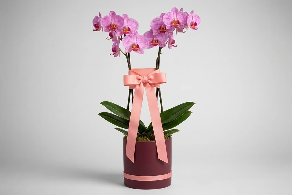 Orquídea Phalaenopsis Rosa Elegante