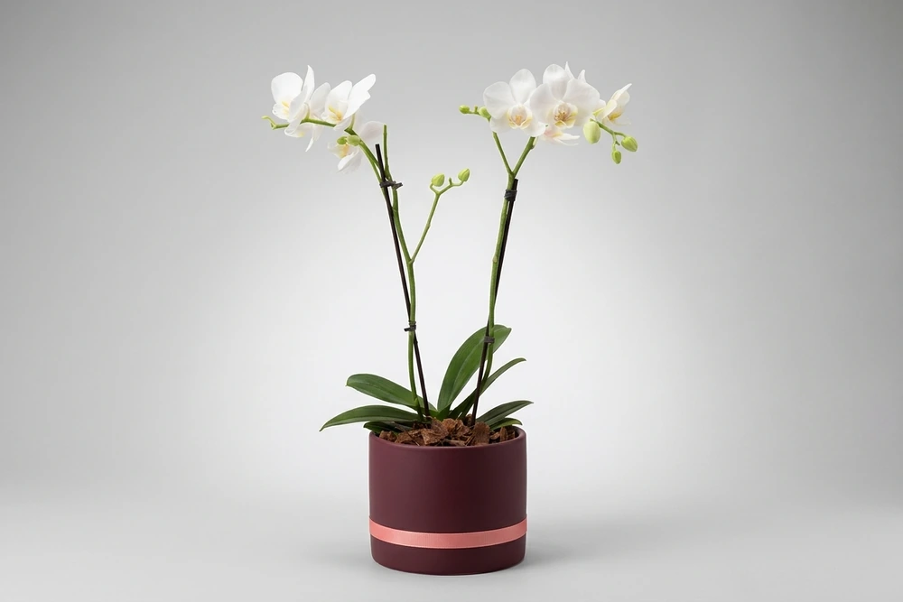 Mini Orquídea Phalaenopsis com vaso