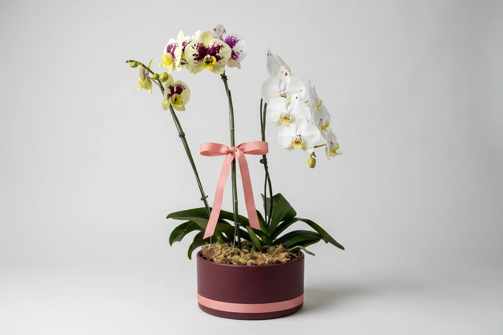 Arranjo Luxuoso de Orquídeas em Vaso de Cerâmica Grande