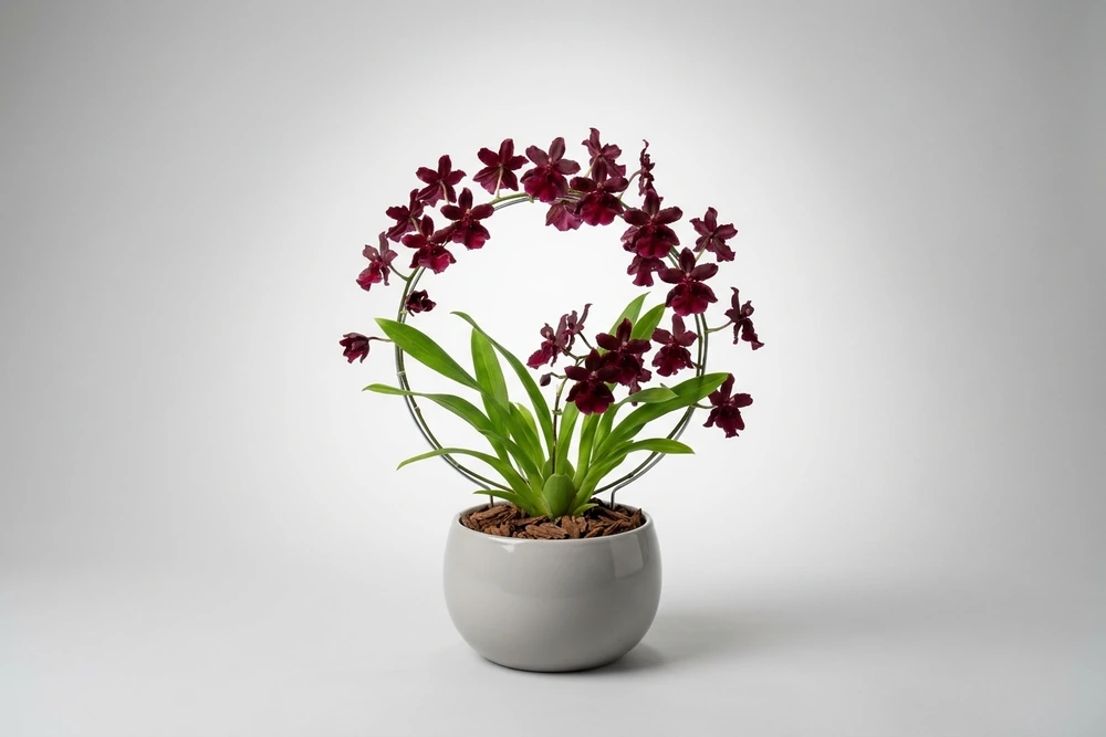 Orquídea Chocolate com Haste Arqueada em Vaso Minimalista