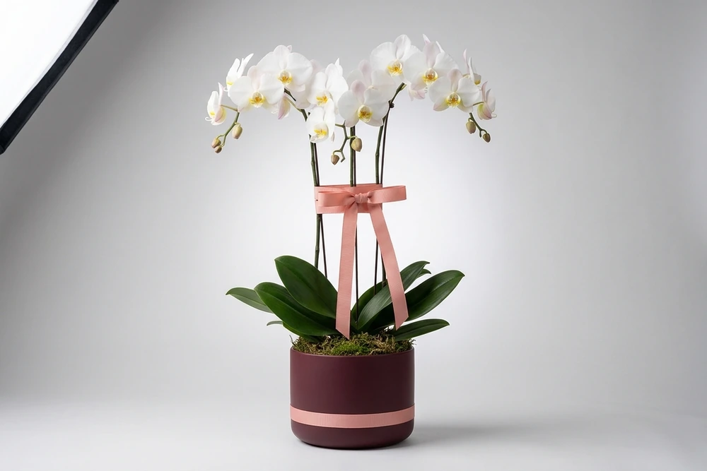Orquídea Branca Exclusiva em Vaso Moderno