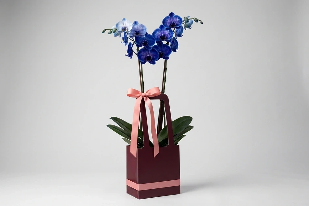 Orquídea Azul com Embalagem Elegante