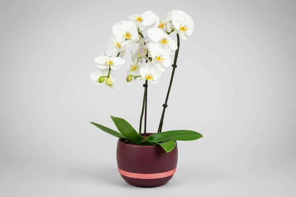 Orquídea Branca Premium com Duas Hastes em Vaso Turquesa