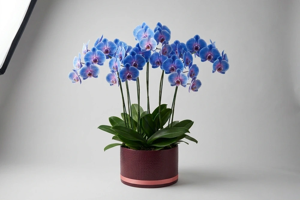 Orquídea Azul e rosa em vaso de cerâmica