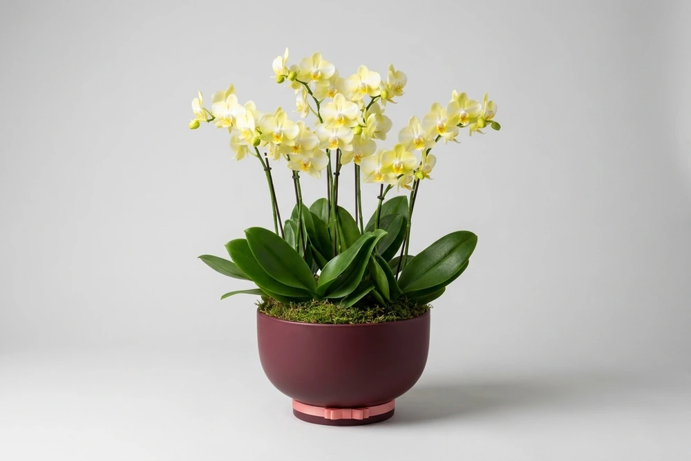 Mini Orquídea Elegante em Vaso