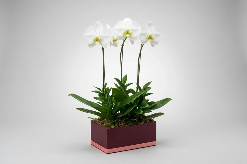 três vasos com Orquídea Phalaenopsis