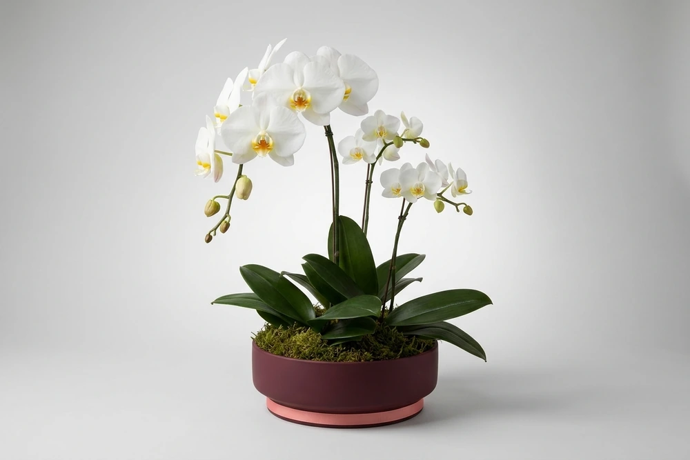 Orquídea Cascata Grande com Duas Mini Orquídeas em Vaso de Cerâmica
