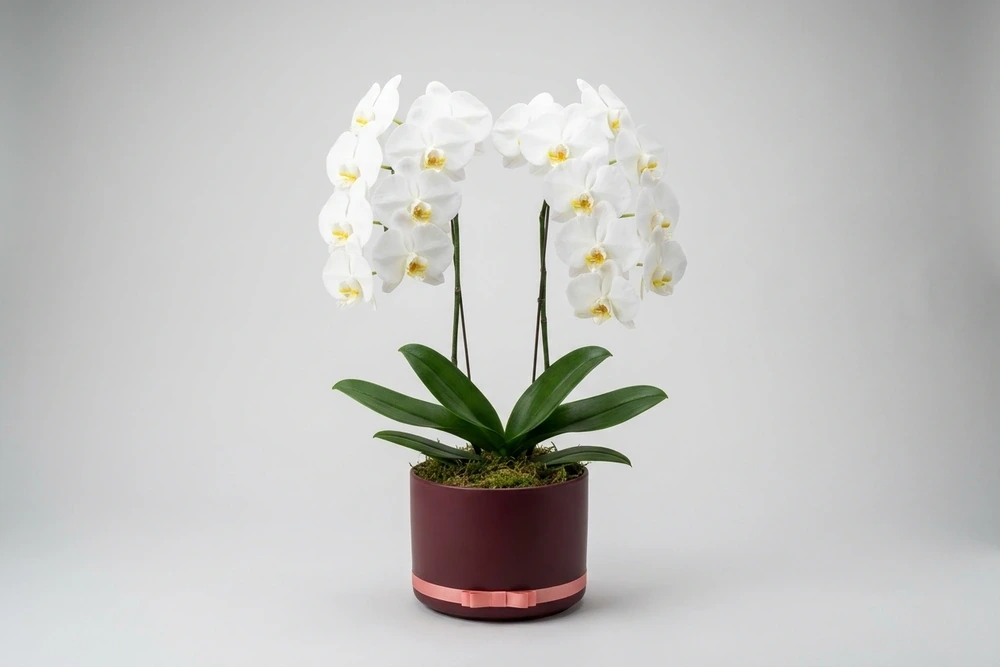 Orquídea Branca Premium em Vaso Elegante