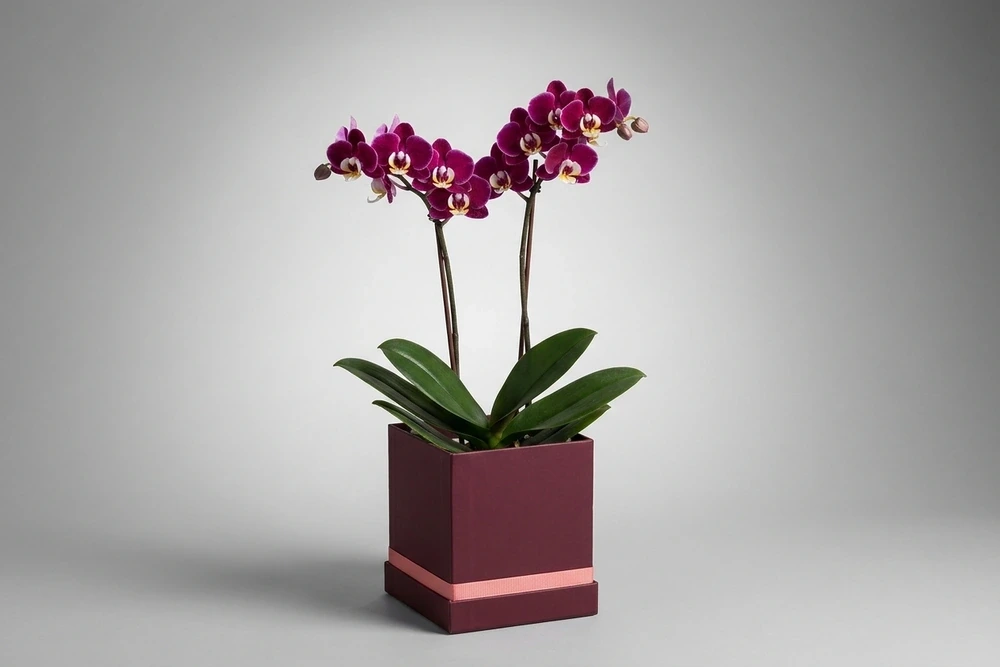 Mini Orquídeas magenta em Caixa