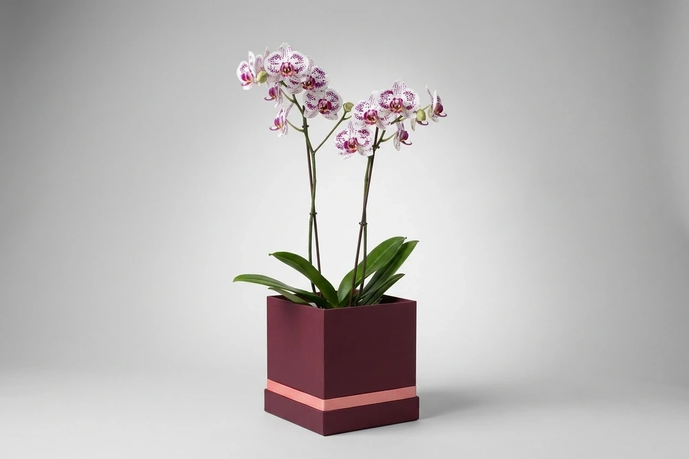 Mini Orquídeas Brancas em Caixa Elegante