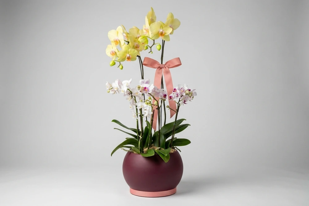 Três Orquídea Phalaenopsis com vaso vedro